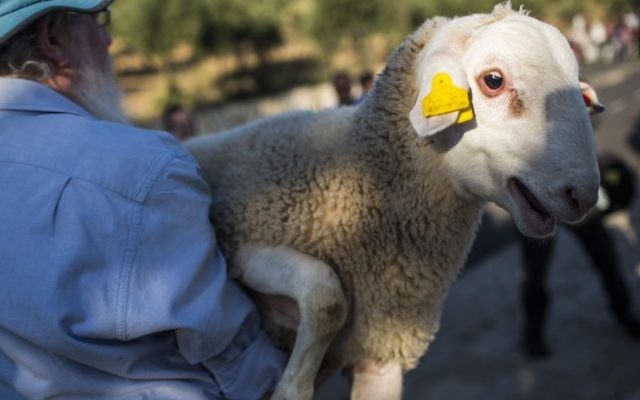 Un mouton porté par un membre de l'Institut du mont du Temple, qui préserve les traditions juives antiques, pour une cérémonie de reconstitution du sacrifice de Pessah, à Beit Orot, à Jérusalem Est, le 18 avril 2016. (Crédit : Hadas Parush/Flash90) Un mouton porté par un membre de l'Institut du mont du Temple, qui préserve les traditions juives antiques, pour une cérémonie de reconstitution du sacrifice de Pessah, à Beit Orot, à Jérusalem Est, le 18 avril 2016. (Crédit : Hadas Parush/Flash90)