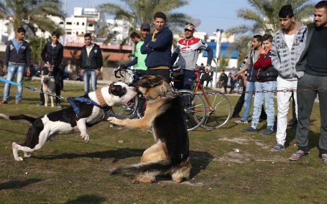 Illustration : Des Palestiniens regardent des chiens se battre durant le premier spectacle canin de la ville de Gaza, le 5 février 2016, organisé par les propriétaires de chiens dans la bande de Gaza (Crédit : Mohammed Abed/AFP)