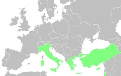 En vert, les pays de la 8e circonscription des Français de l'étranger: Chypre, Grèce, Israël, Italie, Malte, Saint-Marin Saint Siège et Turquie (Crédit: Wikimedia Commons/Kyat02) En vert, les pays de la 8e circonscription des Français de l'étranger: Chypre, Grèce, Israël, Italie, Malte, Saint-Marin Saint Siège et Turquie (Crédit: Wikimedia Commons/Kyat02)