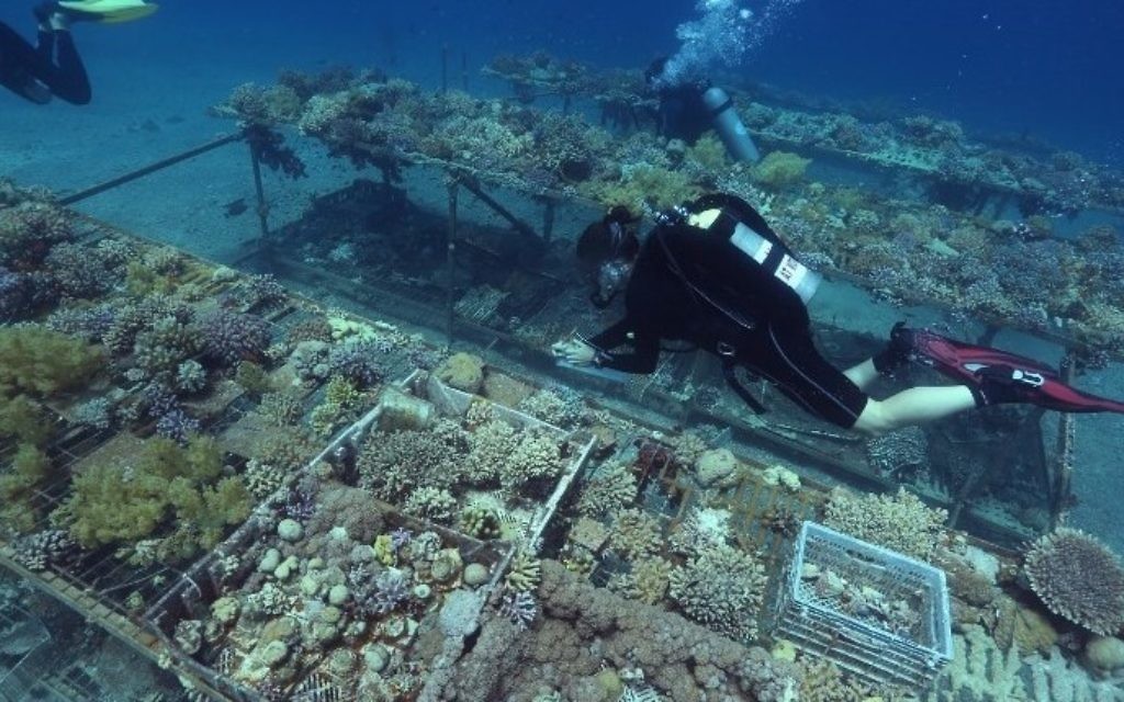 Chercheurs de l'Institut interuniversitaire pour les sciences marines à Eilat, dans le sud d'Israël, pour surveiller la croissance des coraux, le 12 juin 2017. (Crédit : Menahem Kahana/AFP)
