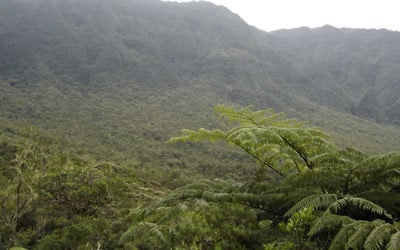 La forêt tropicale primaire de Bébour (Île de La Réunion). Illustration. (Crédit : Korrigan/Domaine public/WikiCommons)