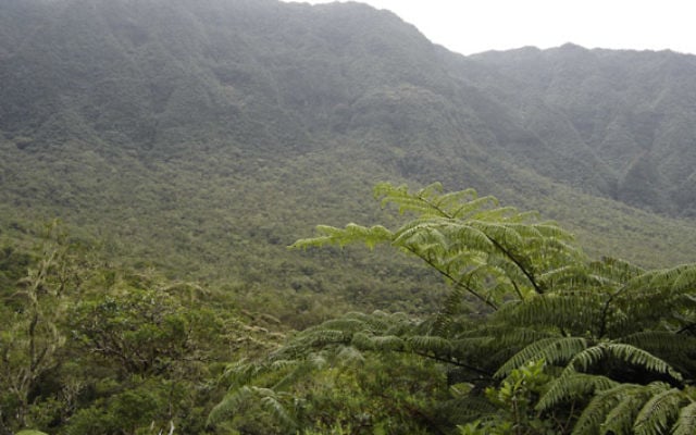 La forêt tropicale primaire de Bébour (Île de La Réunion). Illustration. (Crédit : Korrigan/Domaine public/WikiCommons) La forêt tropicale primaire de Bébour (Île de La Réunion). Illustration. (Crédit : Korrigan/Domaine public/WikiCommons)