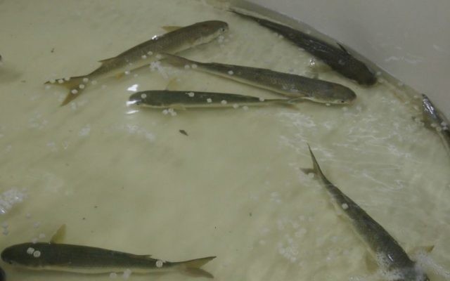 Des mulets gris nagent dans des anneaux d'eau de in Latimeria (Crédit : autorisation)