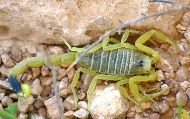 Un scorpion jaune dans le désert du Negev (Crédit : Ester Inbar, domaine public via Wikimedia Commons) Un scorpion jaune dans le désert du Negev (Crédit : Ester Inbar, domaine public via Wikimedia Commons)