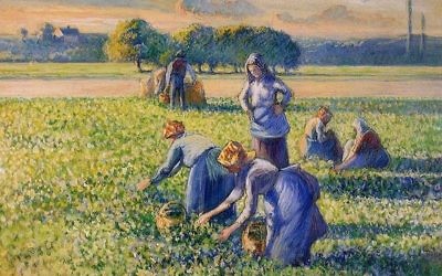 La cueillette des pois. Tableau de Camille Pissarro de la collection Simon Bauer spoliée durant la Seconde guerre mondiale. (Crédit : domaine public) La cueillette des pois. Tableau de Camille Pissarro de la collection Simon Bauer spoliée durant la Seconde guerre mondiale. (Crédit : domaine public)