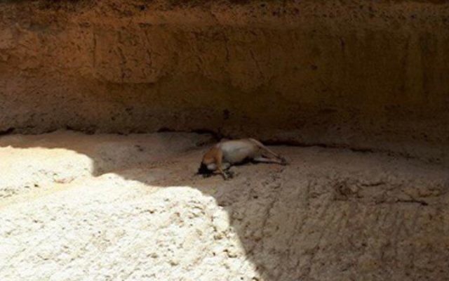 Un bouquetin mort retrouvé à Nahal Ashalim, le 15 juillet 2017. (Crédit : Autorité de la nature et des parcs)