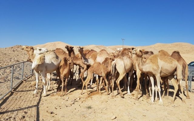 Des chameaux errants arrêtés dans le sud d'Israël, le 9 juillet 2017. (Crédit : ministère de l'Agriculture) Des chameaux errants arrêtés dans le sud d'Israël, le 9 juillet 2017. (Crédit : ministère de l'Agriculture)