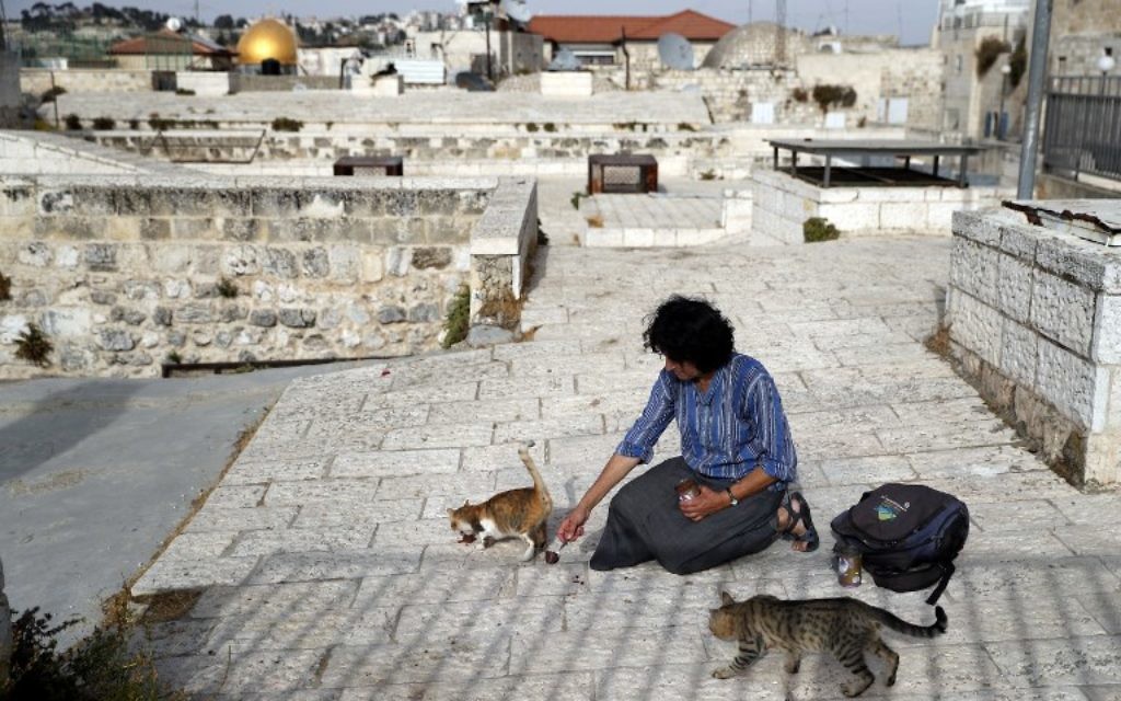 Tova Saul, Juive orthodoxe, nourrit les chats des rues de la Vieille Ville de Jérusalem, le 12 juillet 2017. (Crédit : Thomas Coex/AFP) Tova Saul, Juive orthodoxe, nourrit les chats des rues de la Vieille Ville de Jérusalem, le 12 juillet 2017. (Crédit : Thomas Coex/AFP)