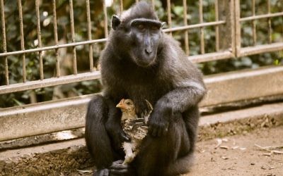 Une macaque noire indonésienne de quatre ans, Niv, a "adopté" un jeune poulet au zoo de Ramat Gan, près de Tel Aviv, le 25 août 2017. (Crédit : Jack Guez/AFP)