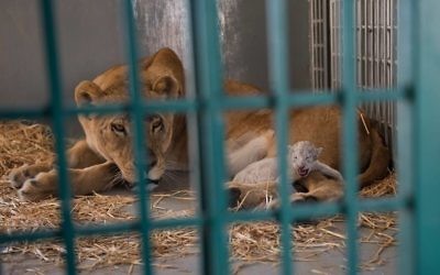 Une lionne sauvée du zoo d'Alep a donné naissance à un lionceau en Jordanie, le 12 août 2017. (Crédit : Facebook/Four Paws International)