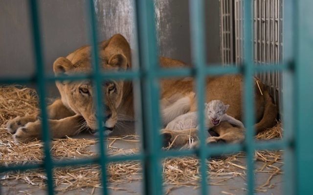 Une lionne sauvée du zoo d'Alep a donné naissance à un lionceau en Jordanie, le 12 août 2017. (Crédit : Facebook/Four Paws International) Une lionne sauvée du zoo d'Alep a donné naissance à un lionceau en Jordanie, le 12 août 2017. (Crédit : Facebook/Four Paws International)