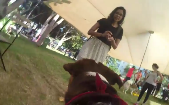 L'événement "Kelaviv" dédié aux chiens à Tel Aviv, le 26 août 2017 (Capture d'écran : Youtube) L'événement "Kelaviv" dédié aux chiens à Tel Aviv, le 26 août 2017 (Capture d'écran : Youtube)