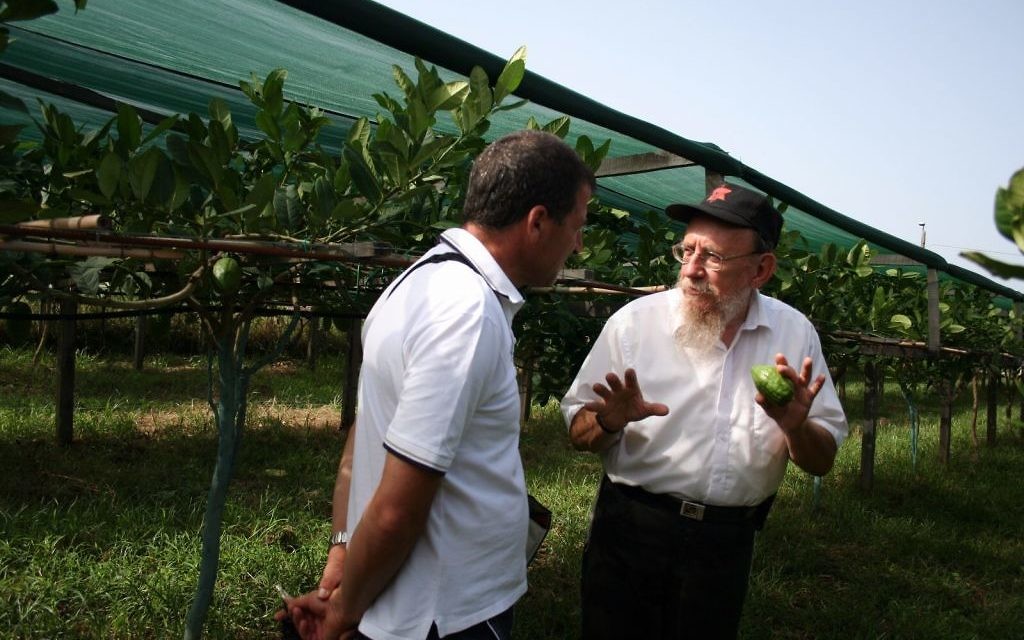 Le rabbin Moshe Lazar supervise la récolte de citrons casher en Calabre, en Italie, depuis l'été de 1964 (Crédit : Esrogim.info/via Chabad.org) Le rabbin Moshe Lazar supervise la récolte de citrons casher en Calabre, en Italie, depuis l'été de 1964 (Crédit : Esrogim.info/via Chabad.org)