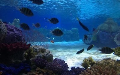 L'aquarium de Jérusalem présentera des espaces réservés aux poissons dans un grand nombre d'aquariums.  Les autres animaux marins s'acclimatent en zone de quarantaine. (Crédit : Jessica Steinberg/Times of Israël)