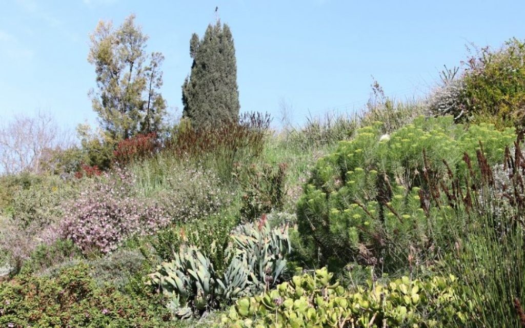 Des plantes originaires d'Afrique du Sud, aux Jardins Botaniques de Jérusalem. (Crédit : Shmuel Bar-Am)