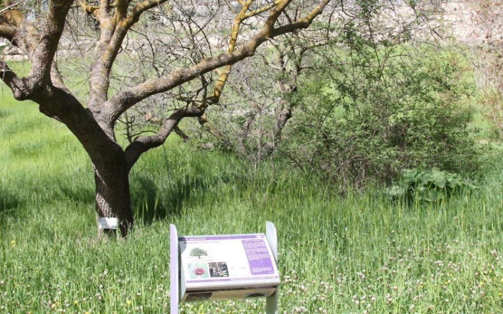 Le Chemin Biblique propose aux visiteurs de se familiariser avec la flore biblique, notamment le blé, ou les acacias. (Crédit : Shmuel Bar-Am)