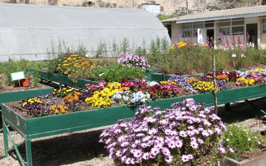Le projet Alut met en relation des jeunes autistes avec des bénévoles pour travailler dans les jardins. (Crédit : Shmuel Bar-Am)