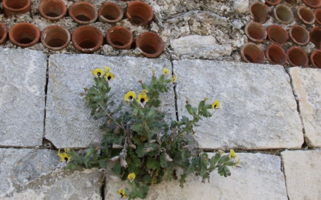 La jusquiame jaune est une fleur sauvage israélienne. (Crédit :Shmuel Bar-Am)