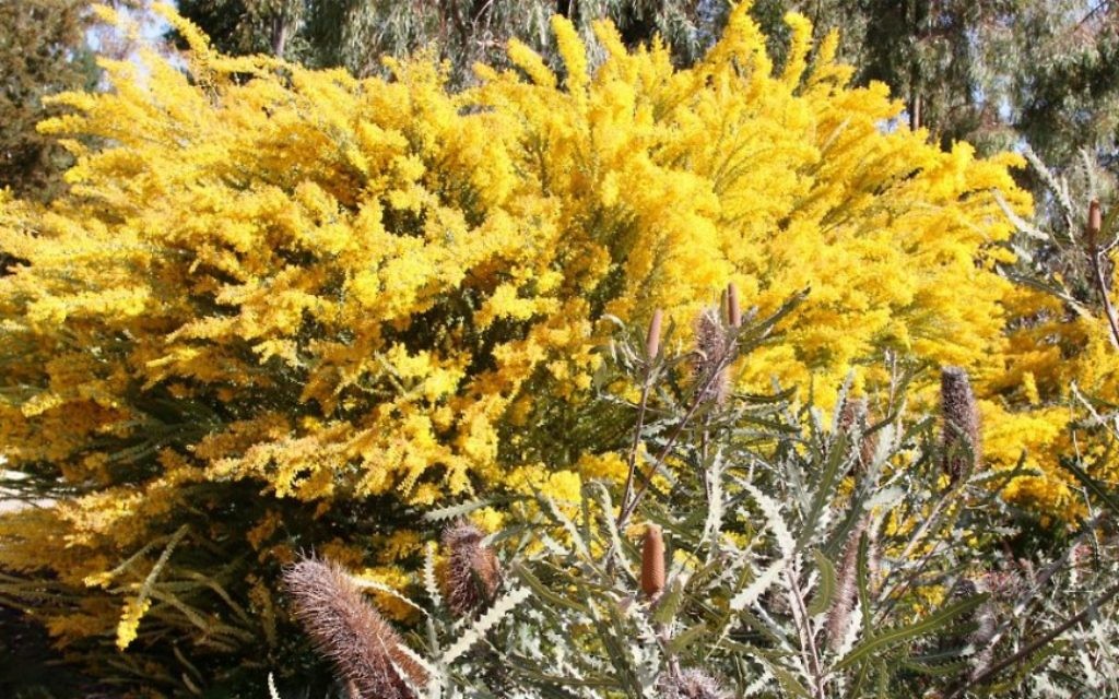 La caroncule tranchante et la banksia sont originaires d'Australie. (Crédit : Shmuel Bar-Am)