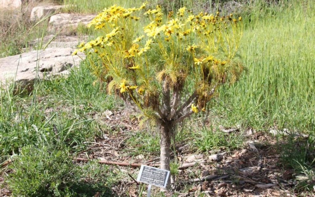 Le coreopsis géant qui pousse dans les Jardins Botaniques de Jérusalem provient de Californie. (Crédit : Shmuel Bar-Am)