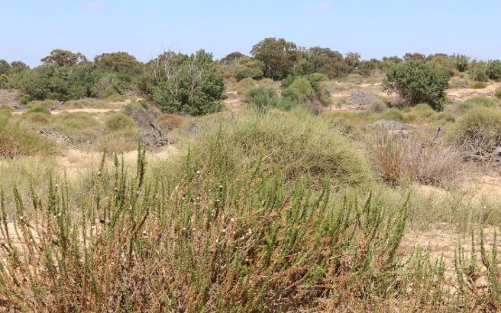 Les visiteurs peuvent faire de la randonnée dans les dunes de sable dans la région de Nitzanim dans sud (Crédit : Shmuel Bar-Am)