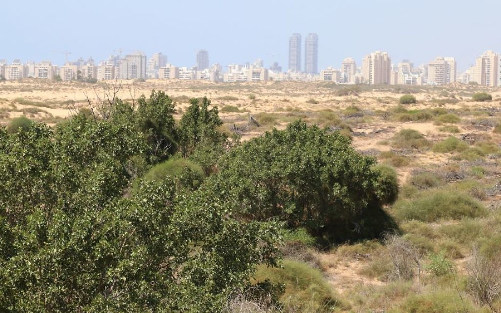 Des dunes de sable étendues dans une réserve naturelle près du littoral dans le sud d'Israël (Crédit : Shmuel Bar-Am)