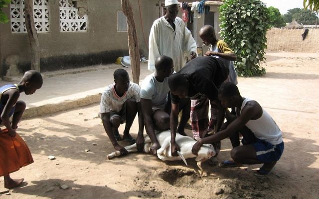 Abattage rituel d'un mouton pour la fête musulmane de l'Aïd al-Adha, au Sénégal. Illustration. (Crédit : Dorothy Voorhees/CC BY-SA 2.0/WikiCommons) Abattage rituel d'un mouton pour la fête musulmane de l'Aïd al-Adha, au Sénégal. Illustration. (Crédit : Dorothy Voorhees/CC BY-SA 2.0/WikiCommons)