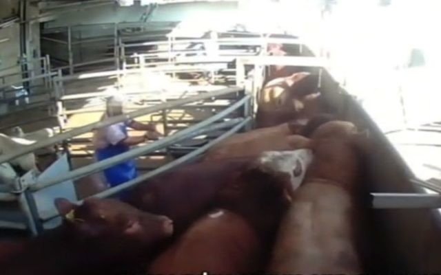 Capture d'écran d'un reportage de la Deuxième chaîne dans un abattoir de Haifa où les animaux seraient maltraités, le 27 septembre 2017 (Crédit : Capture d'écran Deuxième chaîne) Capture d'écran d'un reportage de la Deuxième chaîne dans un abattoir de Haifa où les animaux seraient maltraités, le 27 septembre 2017 (Crédit : Capture d'écran Deuxième chaîne)