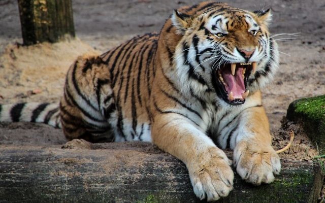 Un tigre de Sibérie - Illustration (Crédit : CC0 Creative Commons)