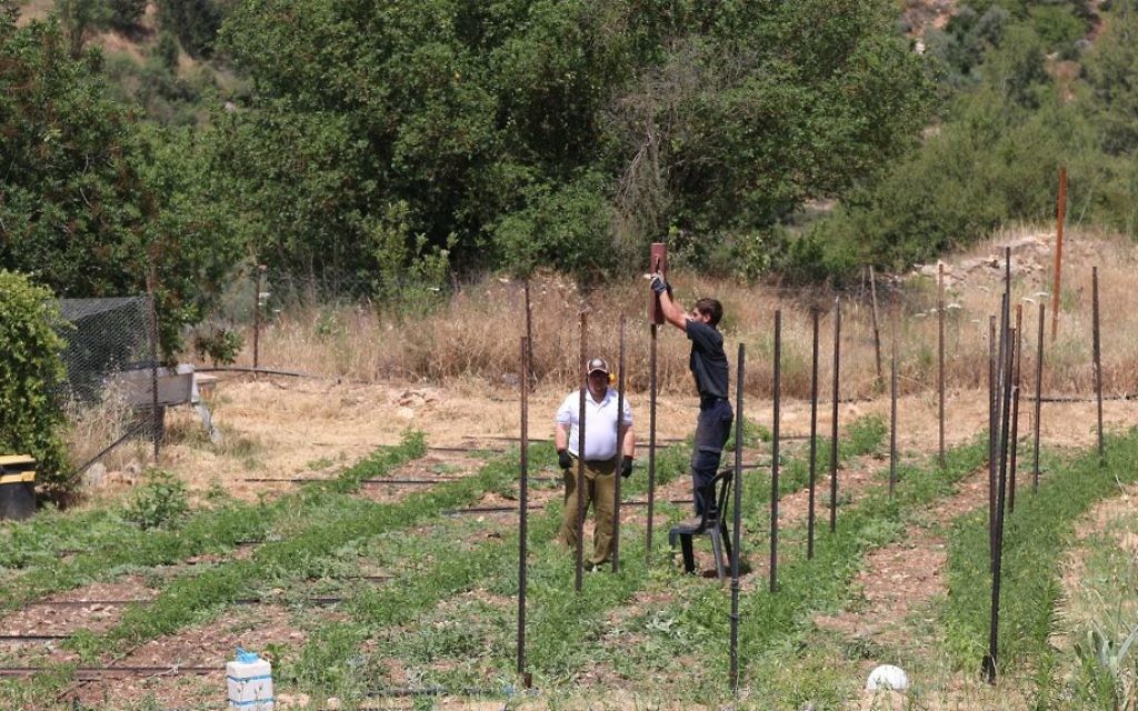 Travaux dans les champs de la ferme Kaima proche de Jérusalem. (Crédit : Shmuel Bar-Am)