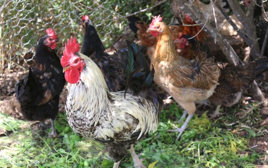 Les poulets de la ferme Kaima proche de Jérusalem. (Crédit : Shmuel Bar-Am)
