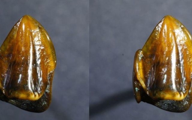 Dents fossilisées de 9,7 millions d'années découvertes dans l'ancien lit du Rhin, en septembre 2016. (Crédit : musée d'histoire naturelle de Mainz)