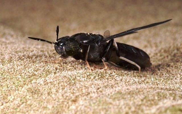 Une mouche soldat noire (Crédit : BioBee Biological System) Une mouche soldat noire (Crédit : BioBee Biological System)