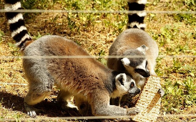 Une photo prise le 27 mars 2018 au parc zoologique de Ramat Gan, près de Tel Aviv, montre des lémuriens mangeant de la matsa (pain sans levain) traditionnelle avant la fête juive de Pessah (Crédit : AFP PHOTO / JACK GUEZ) Une photo prise le 27 mars 2018 au parc zoologique de Ramat Gan, près de Tel Aviv, montre des lémuriens mangeant de la matsa (pain sans levain) traditionnelle avant la fête juive de Pessah (Crédit : AFP PHOTO / JACK GUEZ)