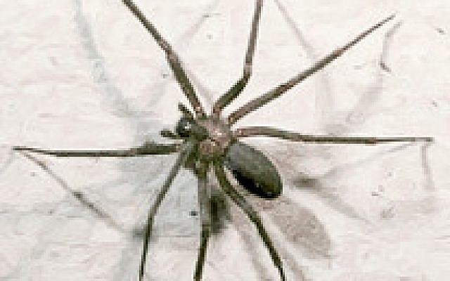 Une araignée "veuve brune" ou « recluse brune » [Loxosceles reclusa] (Photo : Domaine public)