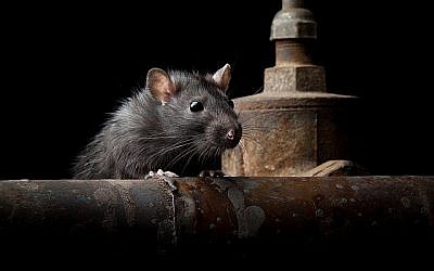 Illustration : Un rat ("anatolypareev/iStock")