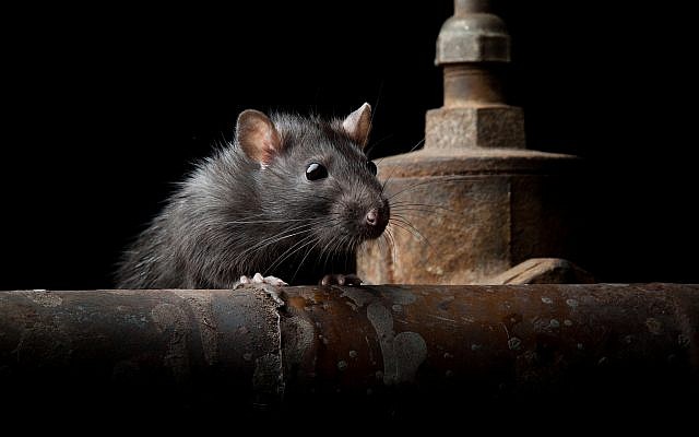 Illustration : Un rat ("anatolypareev/iStock") Illustration : Un rat ("anatolypareev/iStock")