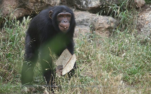Un chimpanzé avec deux tranches de matsa au zoo de Ramat Gan à proximité de Tel Aviv, non-daté (Crédit : Gideon Markowicz pour le zoo de Ramat Gan) Un chimpanzé avec deux tranches de matsa au zoo de Ramat Gan à proximité de Tel Aviv, non-daté (Crédit : Gideon Markowicz pour le zoo de Ramat Gan)