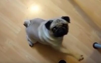 Buddha, un chien écossais dont le propriétaire lui a appris à lever la patte droite quand il entend la phrase "Sieg heil'"(Capture d'écran YouTube).
