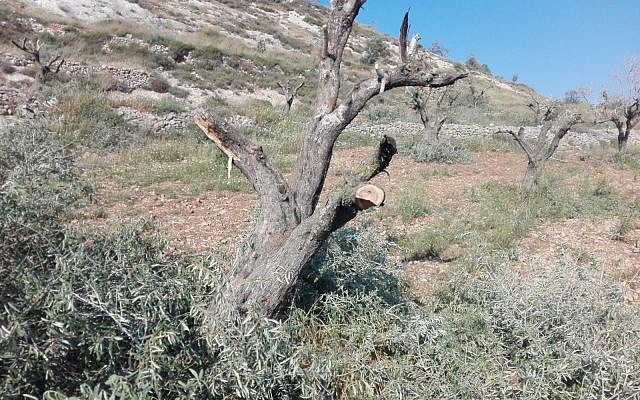 Un des 15 oliviers coupés dans le village d'Urif, au nord de la Cisjordanie, dans ce qui s'apparente à un crime de haine le 28 avril 2018. (Municipalité d'Urif) Un des 15 oliviers coupés dans le village d'Urif, au nord de la Cisjordanie, dans ce qui s'apparente à un crime de haine le 28 avril 2018. (Municipalité d'Urif)