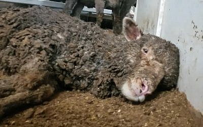 Emission "60 Minutes" diffusée à la télévision australienne le 8 avril 2018 consacrée aux importations d’animaux (Crédit : capture d'écran de l'émission "60 minutes")