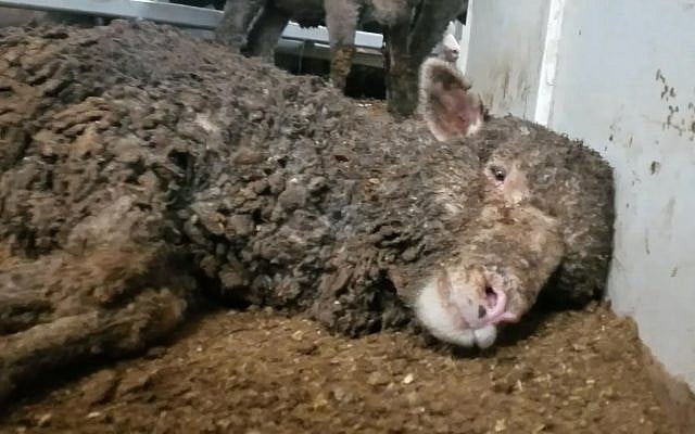 Emission "60 Minutes" diffusée à la télévision australienne le 8 avril 2018 consacrée aux importations d’animaux (Crédit : capture d'écran de l'émission "60 minutes") Emission "60 Minutes" diffusée à la télévision australienne le 8 avril 2018 consacrée aux importations d’animaux (Crédit : capture d'écran de l'émission "60 minutes")