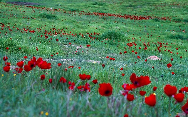 Des anémones en fleurs dans la réserve naturelle de Beeri, le 6 février 2018. (Luke Tress/Times of Israël)
