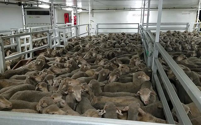 Capture d'écran de l'émission "60 Minutes"  consacrée aux transports d’animaux vivants, diffusée par la télévision australienne, le 8 avril 2018.