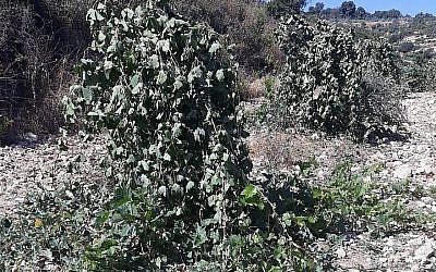 Les vignobles détruits dans un apparent crime de haine à Bayt Sakarya, près de l'avant-poste de Netiv Ha'avot, le 14 juin 2018. (Crédit : Hassan Barigha)