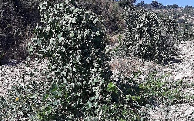Les vignobles détruits dans un apparent crime de haine à Bayt Sakarya, près de l'avant-poste de Netiv Ha'avot, le 14 juin 2018. (Crédit : Hassan Barigha)