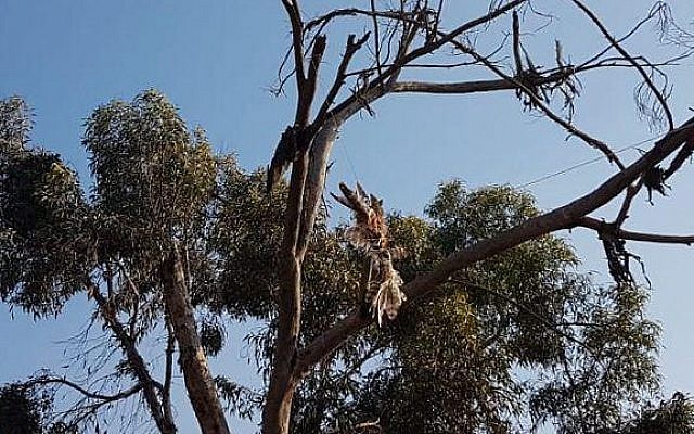 Un faucon trouvé mort dans un arbre, attaché à un engin incendiaire, le 16 juillet 2018, près de la frontière de Gaza. (Crédit : Autorité de la nature et des parcs)