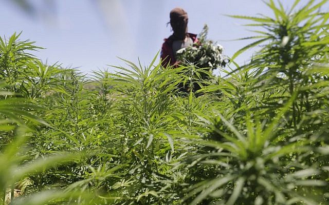 Un cultivateur dans sa plantation de cannabis dans le village de Yammouneh, dans la vallée Bekaa, au Liban, le 23 juillet 2018 (Crédit : . / AFP PHOTO / JOSEPH EID