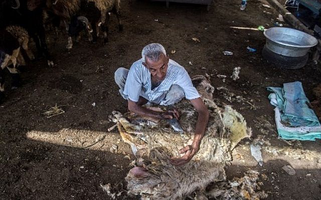 Illustration : Un Egyptien tond son mouton avant de les vendre dans un marché du Caire, à l'approche de l'Aid al-Adha, le16 août 2018. (Crédit : AFP / Khaled DESOUKI)