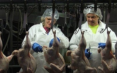 La chaîne d'assemblage de l'entreprise de volailles Empire Kosher Poultry en Pennsylvanie, la plus grande usine de volaille casher aux Etats-Unis. Elle produit chaque semaine 24 000 poulets et 27 000 dindes. (Crédit :Uriel Heilman/JTA)